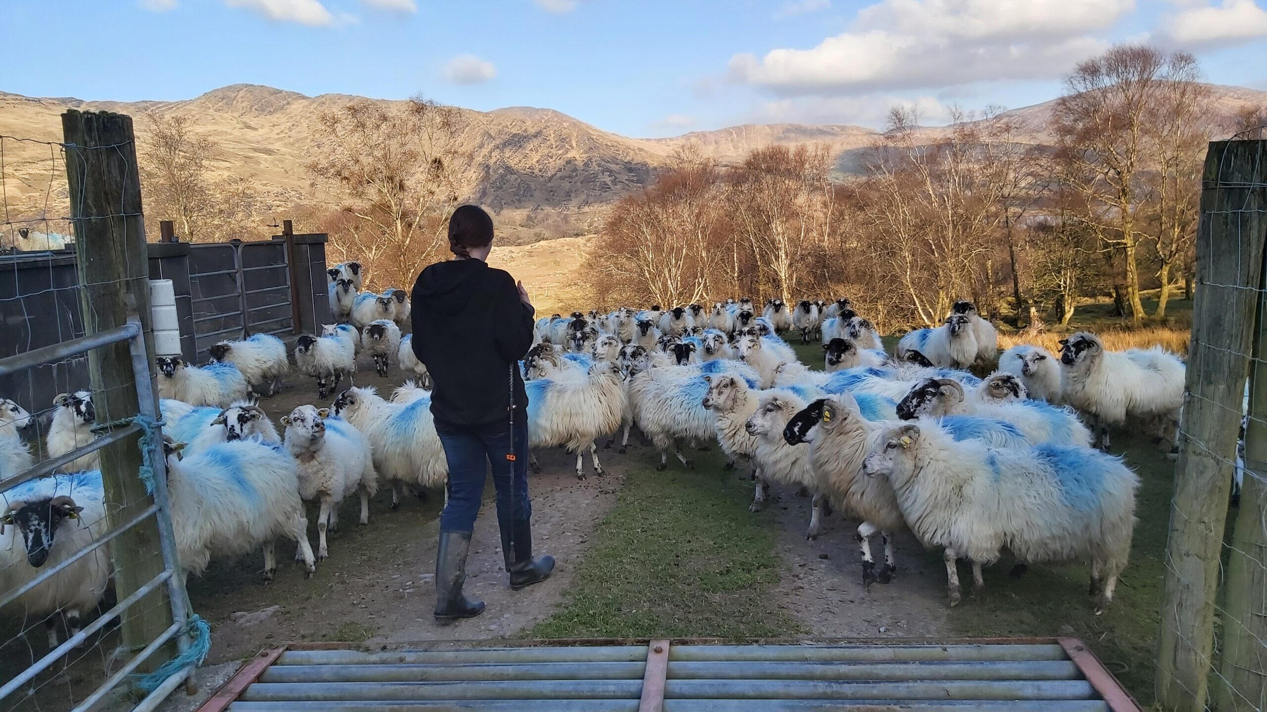 A woman making her way through a flock of sheep in the Irish mountains as part of her personal rite of passage